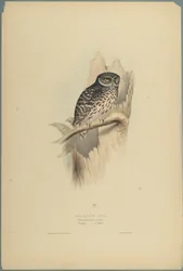 Strix Pafsernia: Lechuza