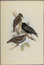Sturnus Vulgaris - Estornino