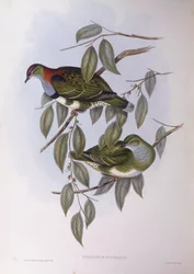 Paloma frutera soberbia (Ptilinopus superbus), grabado por John Gould