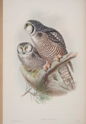 Surnia Funerea, lámina de Las Aves de Gran Bretaña por John Gould, publicado 1862-73