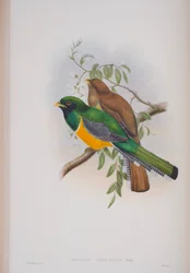 Trogon Atricollis, lámina de Las Aves de Gran Bretaña por John Gould, publicado 1862-73