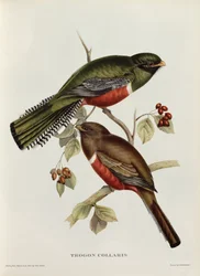 Trogón de collar de « Aves tropicales », siglo XIX