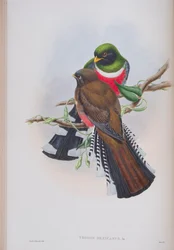 Trogon Mexicanus, lámina de Las Aves de Gran Bretaña por John Gould, publicado 1862-73