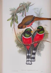 Trogon Personatus, lámina de Las Aves de Gran Bretaña por John Gould, publicado 1862-73