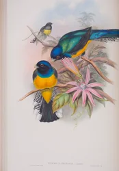 Trogon Ramoniana, lámina de Las Aves de Gran Bretaña por John Gould, publicado 1862-73