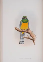 Trogon Tenellus, lámina de Las Aves de Gran Bretaña por John Gould, publicado 1862-73