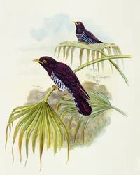 Cuco violeta (Chrysococcyx xanthorhynchus), grabado por John Gould