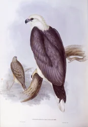 Águila pescadora de vientre blanco (Haliaeetus leucogaster), grabado por John Gould