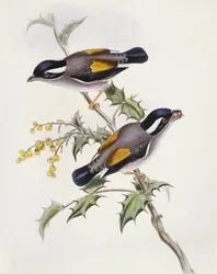 Timalí pío (Pteruthius flaviscapis), grabado por John Gould