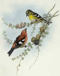 Piquituerto aliblanco (Loxia leucoptera), Grabado de John Gould