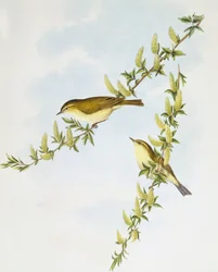 Mosquitero musical (Phylloscopus trochilus), Grabado de John Gould