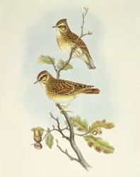 Alondra común (Lullula arborea), grabado por John Gould