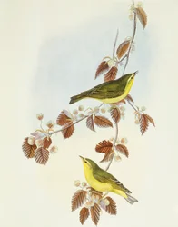 Mosquitero silbador (Phylloscopus sibilatrix), grabado por John Gould