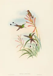 Discura longicauda (Cola de raqueta)