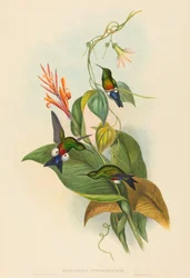 Eriocnemis cupreiventris (Pata de soplo ventral cobriza)