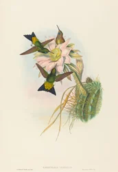 Eriocnemis vestitus (Pierna de Soplo Brillante)