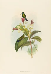 Eucephala caerulea (Zafiro de barbilla azul)