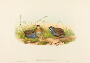 Excalftoria minima (Codorniz de Pecho Azul)