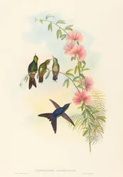 Ramphomicron microrhyncha (Picaflor de Pico Pequeño)