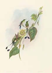 Spathura underwoodi (Cola de raqueta de pie blanco)