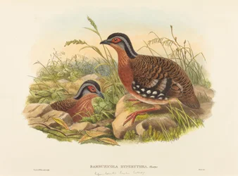 Perdiz de bambú de pecho rufo (Bambusicola Hyperythra)