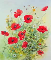 Amapolas y manzanilla
