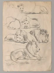 estudios de leones