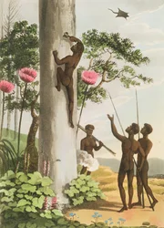 Trepar árboles, aborígenes en Nueva Gales del Sur grabado por Matthew Dubourg (fl.1813-1820) pub. 1813