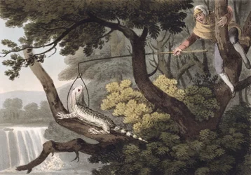 Cazador de lagartos mexicano, grabado por Matthew Dubourg, publicado por Edward Orme, 1813