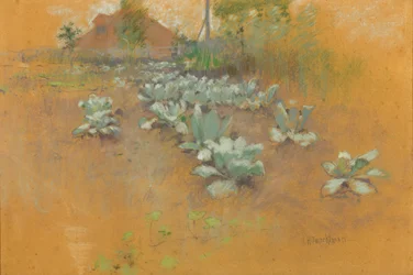 Plantación de tabaco, c. 1895-1899