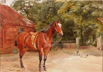 Patio de establos con caballo
