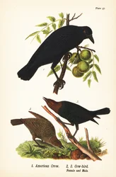 Cuervo americano, Corvus brachyrhynchos 1, y tordo cabecicafé, Molothrus ater, hembra 2, y macho 3