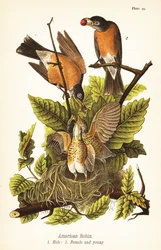 Mirlo americano, Turdus migratorius, macho 1, hembra 2 y joven en nido