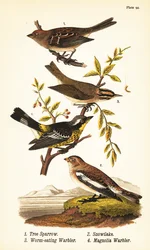Gorrión americano, Spizelloides arborea 1, copo de nieve o escribano nival, Plectrophenax nivalis 2, reinita devoradora de gusanos, Helmitheros vermivorum 3, y reinita magnolia, Setophaga magnolia 4