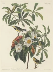 Reinita de Bachman
