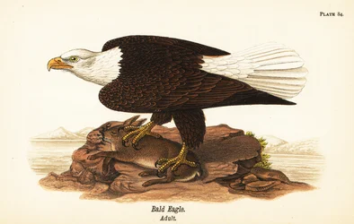Águila calva, Haliaeetus leucocephalus, adulto con presa de conejo