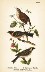 Chochín de Carolina, Thryothorus ludovicianus 1, reinita castaña, Setophaga castanea 2, reinita de lados castaños, Setophaga pensylvanica 3