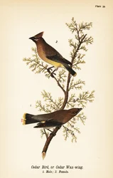 Ampelis americano, Bombycilla cedrorum, pájaro de cedro o ampelis americano, macho 1, hembra 2