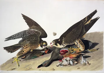 Great Footed Hawk, de "Birds of America", grabado por Robert Havell (1793-1878) (grabado coloreado)