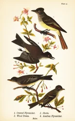 Papamoscas crestado grande, Myiarchus crinitus 1, mosquero oriental, Sayornis phoebe 2, mosquero del este, Contopus virens 3, y papamoscas acadiano, Empidonax virescens 4
