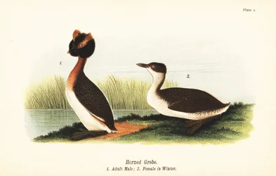 Somormujo cuellirrojo, Podiceps auritus, macho adulto 1, y hembra en plumaje de invierno