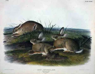 Lepus Artemesia (Liebre de Ajenjo), lámina 88 de 