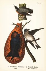 Sita canadiense, Sitta canadensis, macho 1, y golondrina púrpura, Progne subis, macho 2, y hembra 3