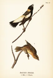 Tordo arrocero o bobolink, Dolichonyx oryzivorus, macho 1, hembra 2