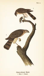 Gavilán americano, Accipiter striatus, macho con presa 1, hembra 2