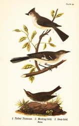 Carbonero copetón, Baeolophus bicolor, sinsonte norteño, Mimus polyglottos y reinita hornera, Seiurus aurocapilla