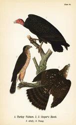 Buitre de Turquía, Cathartes aura 1, y gavilán de Cooper, Accipiter cooperii, adulto 2, joven 3