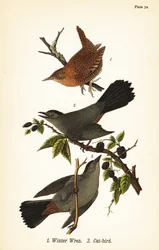 Chochín de invierno, Troglodytes hiemalis 1, y sinsonte gris, Dumetella carolinensis 2