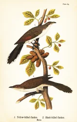 Cuclillo piquigualdo, Coccyzus americanus 1, y cuclillo piquinegro, Coccyzus erythropthalmus 2, machos