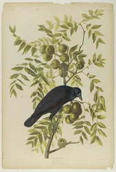 Cuervo americano, impreso por Julien Bien y publicado por Roe Lockwood & Son, 1861